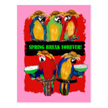 SPRING BREAK FOREVER PARROTS POST CARDS