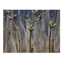 Spring buds postcard