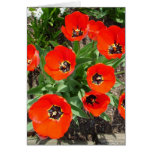 Spring Bulbs cards
