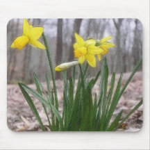 Spring Bulbs - Daffodils Mousepads