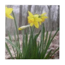Spring Bulbs - Daffodils Ceramic Tiles
