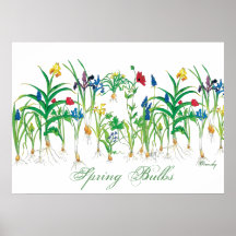 Spring Bulbs poster