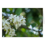 Spring Card