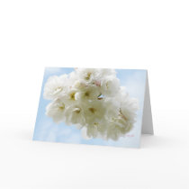 Spring Cherry Blossoms © Angel Honey, 2010 cards