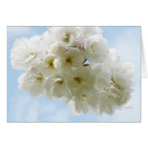 Spring Cherry Blossoms © Angel Honey, 2010 Greeting Cards