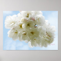 Spring Cherry Blossoms Print posters