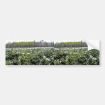Spring Cotton grass on Grid 37394 Bumper Sticker