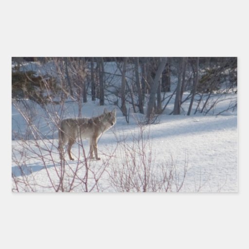 Spring Coyote Rectangle Sticker