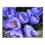 Spring Crocus CricketDiane Flowers Products Post Cards