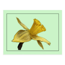 Spring Daffodil Photosketch Postcard