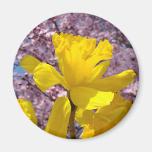 Spring Daffodils Magnet gifts Pink Blossoms