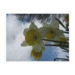 Spring Daffodils postcard