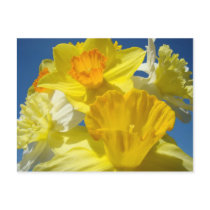 Spring Daffodils postcards Bright Yellow Sunlit