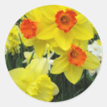 Spring Daffodils Sticker