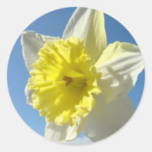Spring DAFFODILS  STICKERS Flowers Blue Sky Art