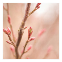 Spring dreams invitation