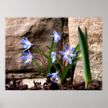 Spring Emerges posters