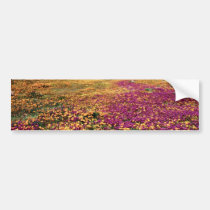 Spring fields of blooming wildflowers  flowers bumper stickers