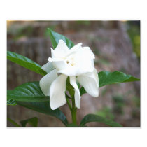Spring Flower Art Photo