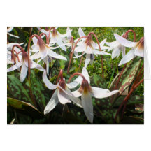 Spring Flowering Bulbs Card