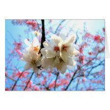Spring flowers - Card