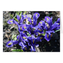 Spring Flowers Card
