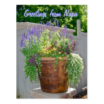 Spring Flowers Greetings from Napa Post Cards