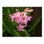 "Spring Flowers of Staten Island"  CricketDiane Ar Post Card