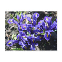 Spring Flowers Post Card