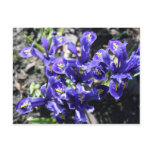 Spring Flowers Post Card postcards