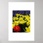 Spring Flowers Posters