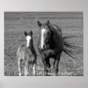 "Spring Foal" posters