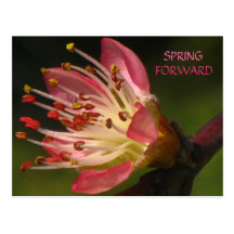 SPRING FORWARD postcard