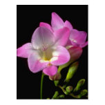 Spring freesia flowers post cards