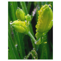 spring green lily buds flyer