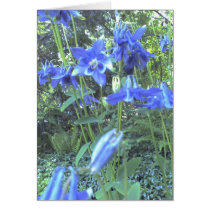 Spring growing columbines greeting card