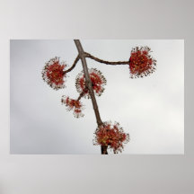 Spring Has Sprung Posters