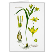 Spring Herbs Cards