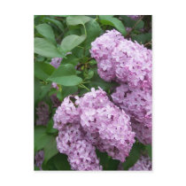 Spring In Maine Post Cards