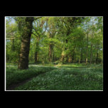 Spring in the Woods, Bute Park, Cardiff cartes postales