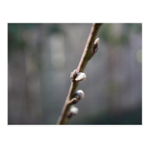 Spring is Coming Postcard