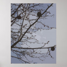 Spring is Coming! Posters