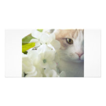 Spring Kitty Greeting Card Personalized Photo Card