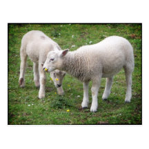 Spring Lambs Postcard
