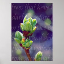 Spring Lilac Buds Poster
