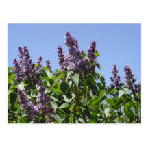 Spring Lilacs Postcard