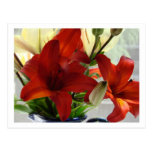 Spring Lilies Postcard
