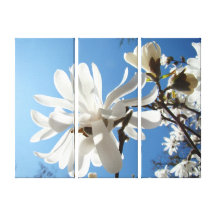 Spring Magnolia Tree Flowers Canvas prints