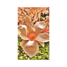 Spring Magnolias Canvas Print