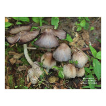 SPRING MUSHROOM'S closeup Photo